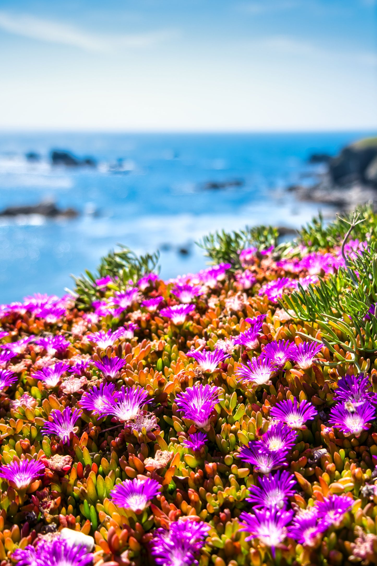 Lizard Point - DSC00862 - Photo - Photographer Martin Fisher