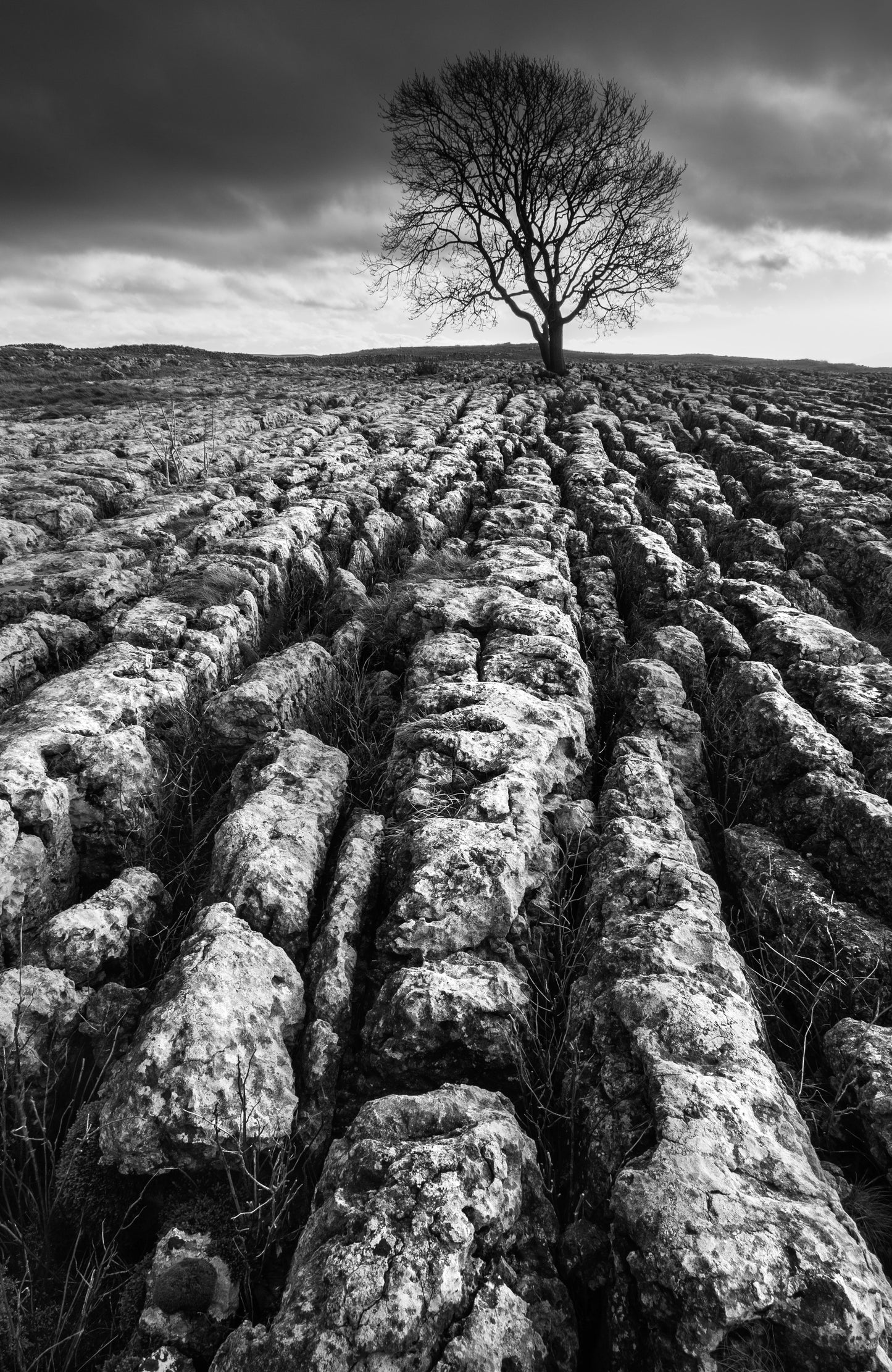 Lone Ash on Malham Lings - Photo - Photographer Darron Matthews