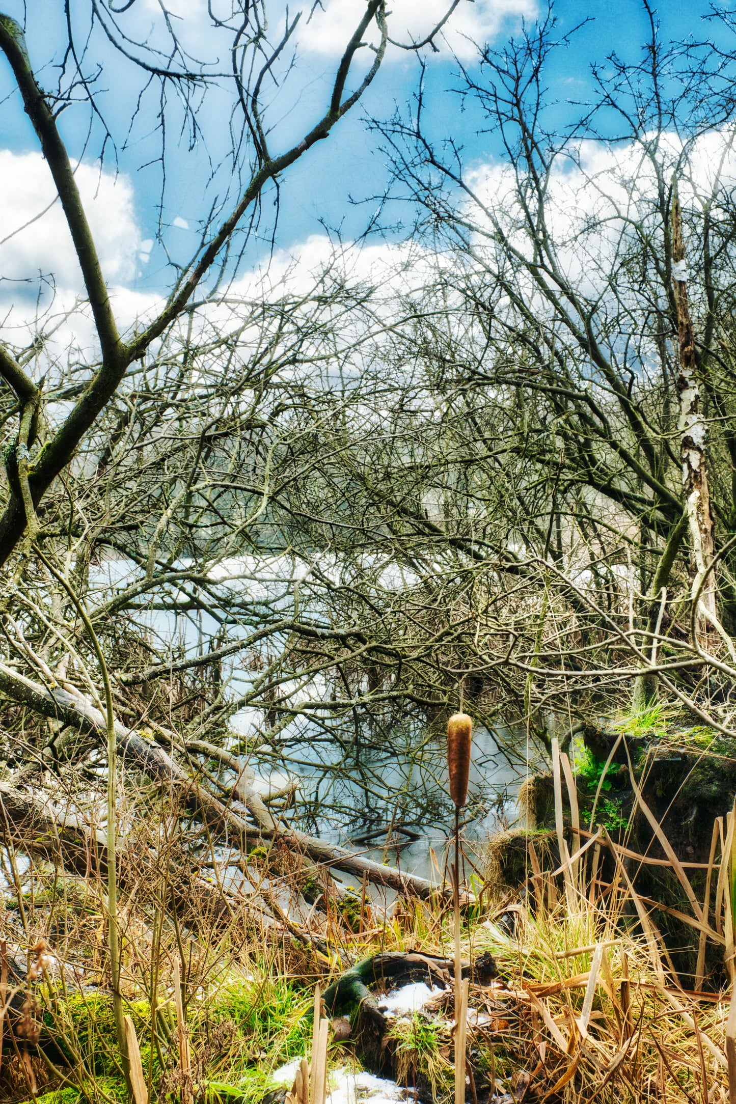Lone Reed By The Water - DSC08465 - Photo - Photographer Martin Fisher