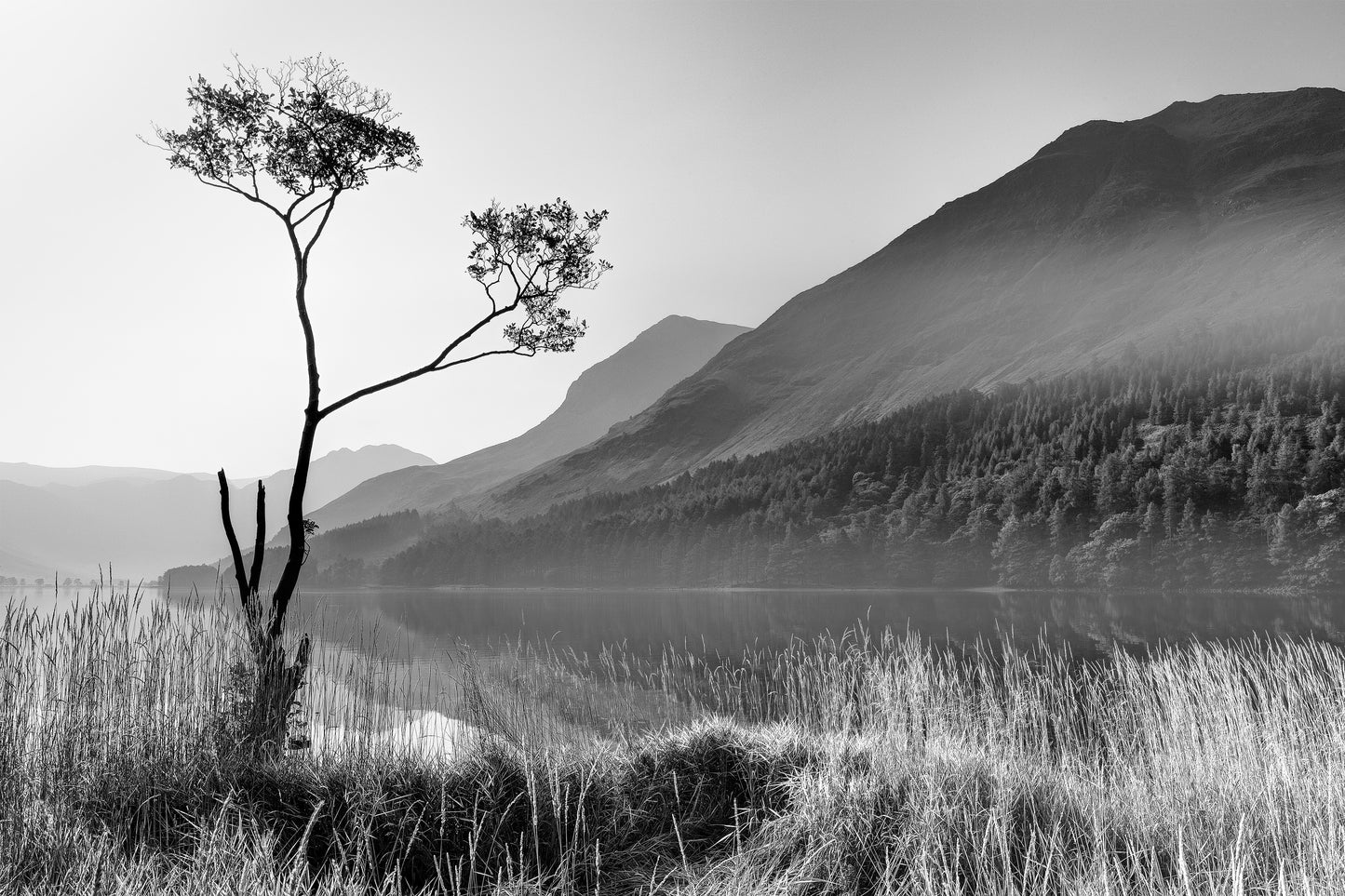 Lone Tree Buttermere - Photo - Photographer Darron Matthews