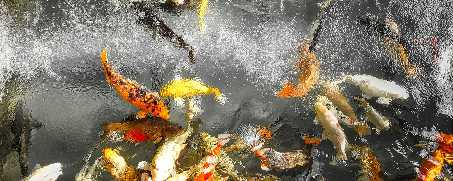 Matlock Fish - Photo - Photographer Martin Fisher