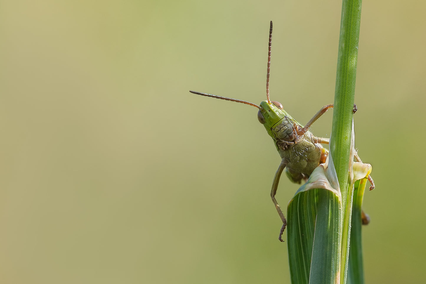 Meadow Grasshopper - Photo - Photographer Darron Matthews