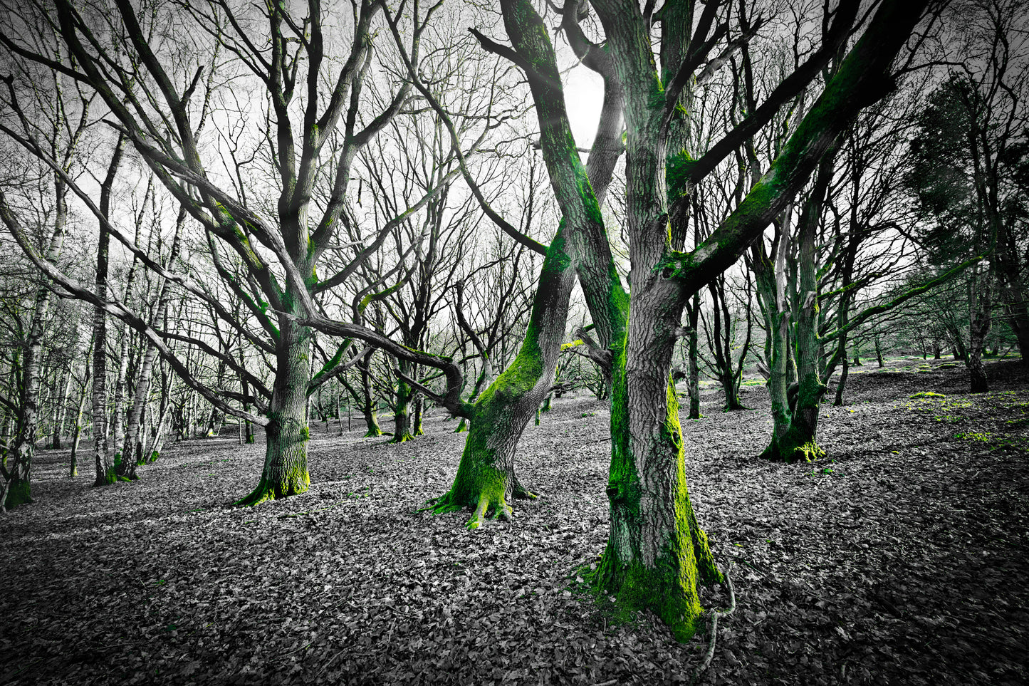 Milford Common - Grey and Green - DSC05686 - Photo - Photographer Martin Fisher