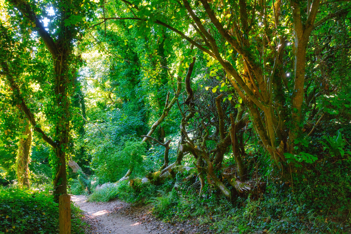 Nicholaston Wood - Gower - Part 1 - Photo - Photographer Martin Fisher