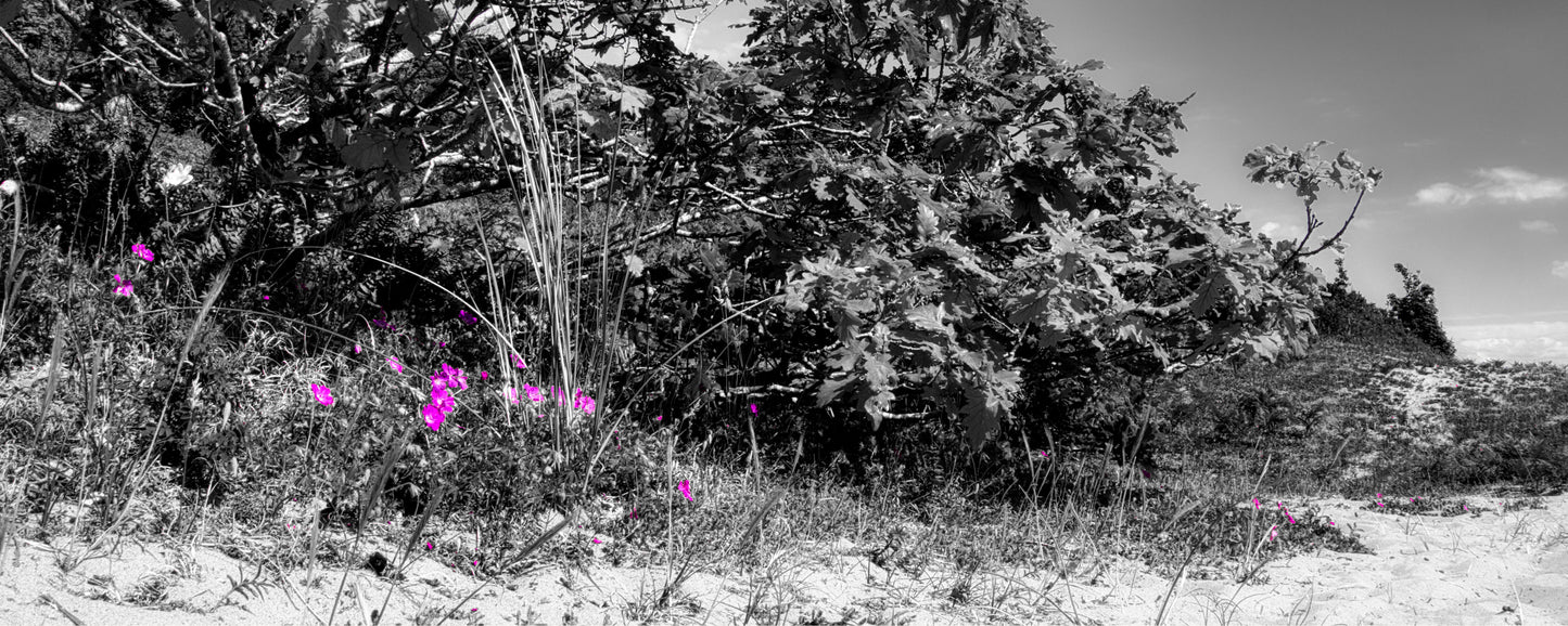 Nicholaston Wood - Gower - Part 3 - Photo - Photographer Martin Fisher