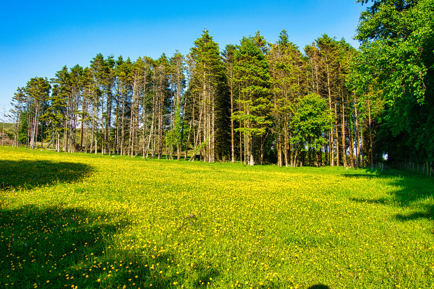 Nicholaston Wood - Gower - Part 4 - Photo - Photographer Martin Fisher