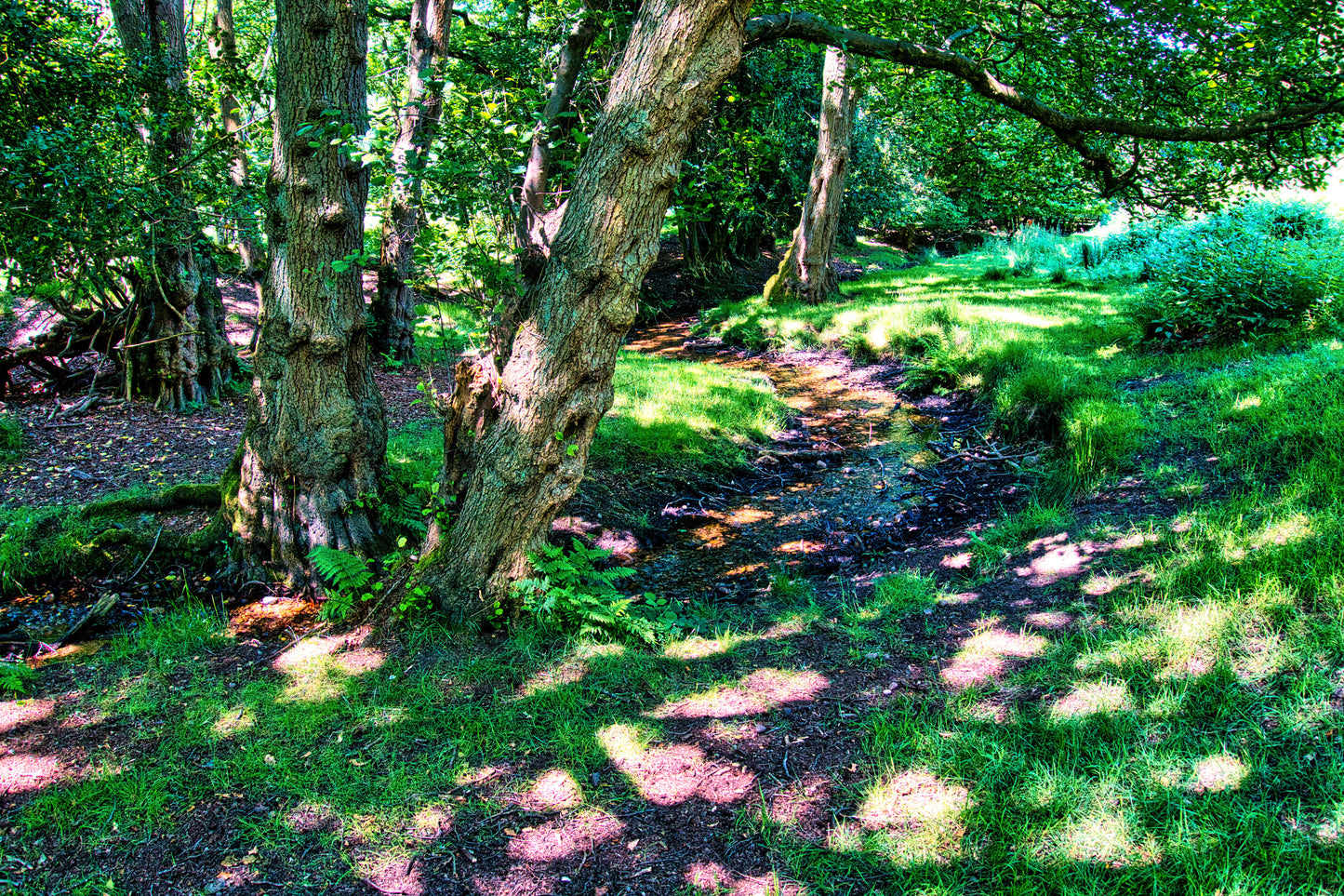 Oldacre Brook - Brocton Cannock Chase - Photo - Photographer Martin Fisher