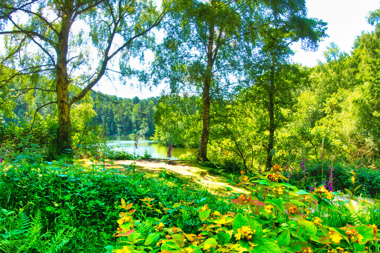 Oldacre Brook Lake - Brocton Cannock Chase - Photo - Photographer Martin Fisher