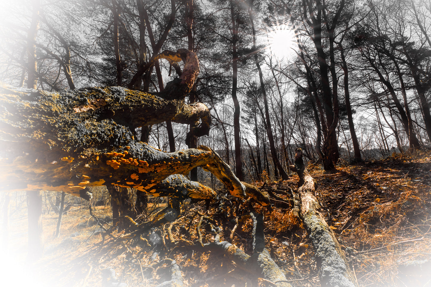 Orange Branch and The Sun - Cannock Chase - DSC04392 - Photo - Photographer Martin Fisher