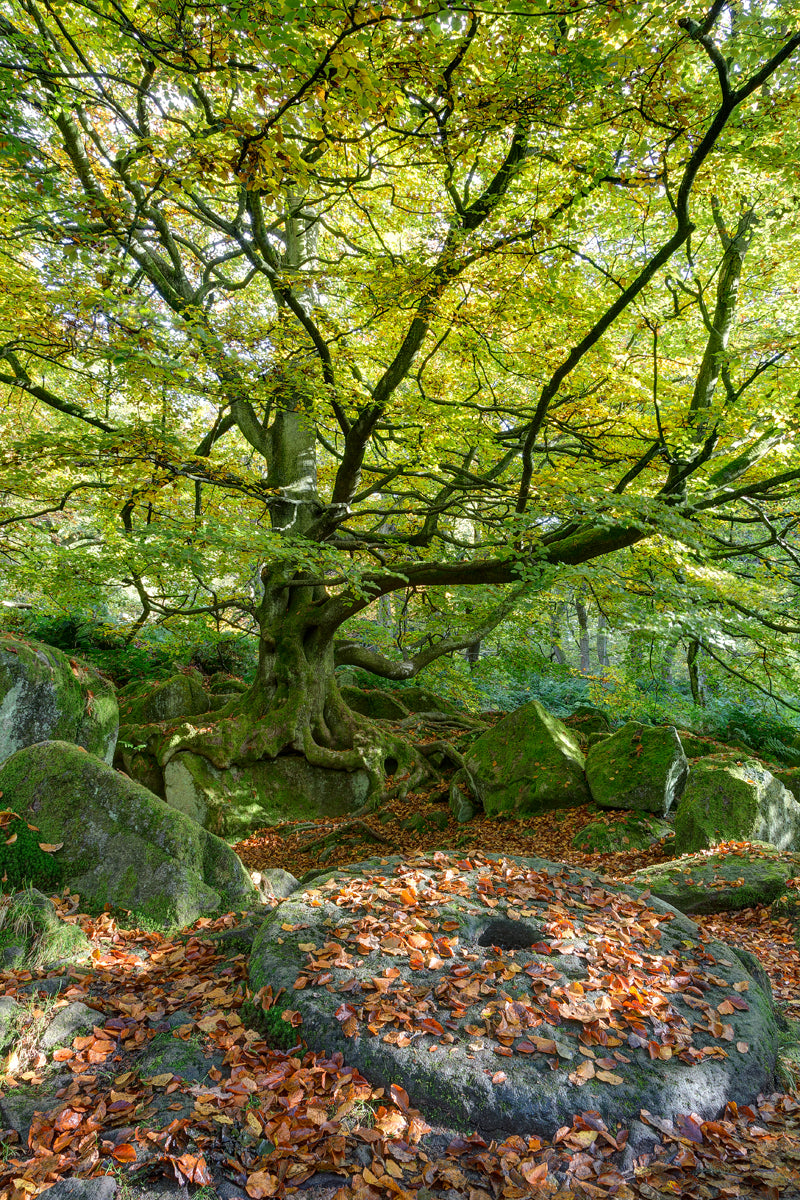 Padley Gorge 01 - Photo - Photographer Darron Matthews
