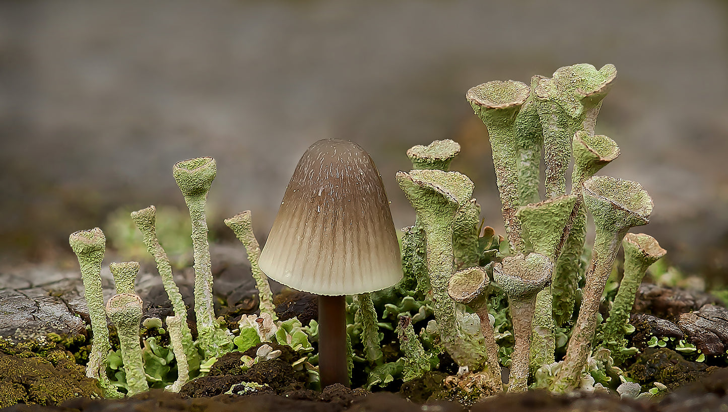 Pixie Cup Lichen and Angels Bonnet - Photo - Photographer Darron Matthews