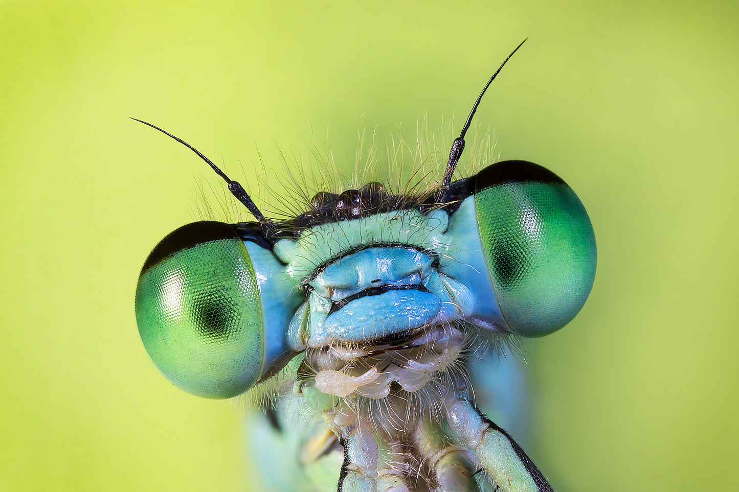 Portrait of a Blue Tailed Damselfly - Photo - Photographer Darron Matthews