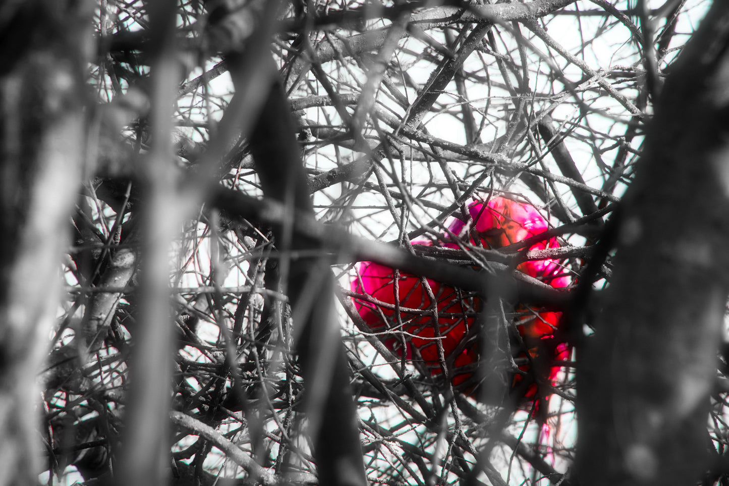 Tangled Heart- DSC09157 - Photo - Photographer Martin Fisher