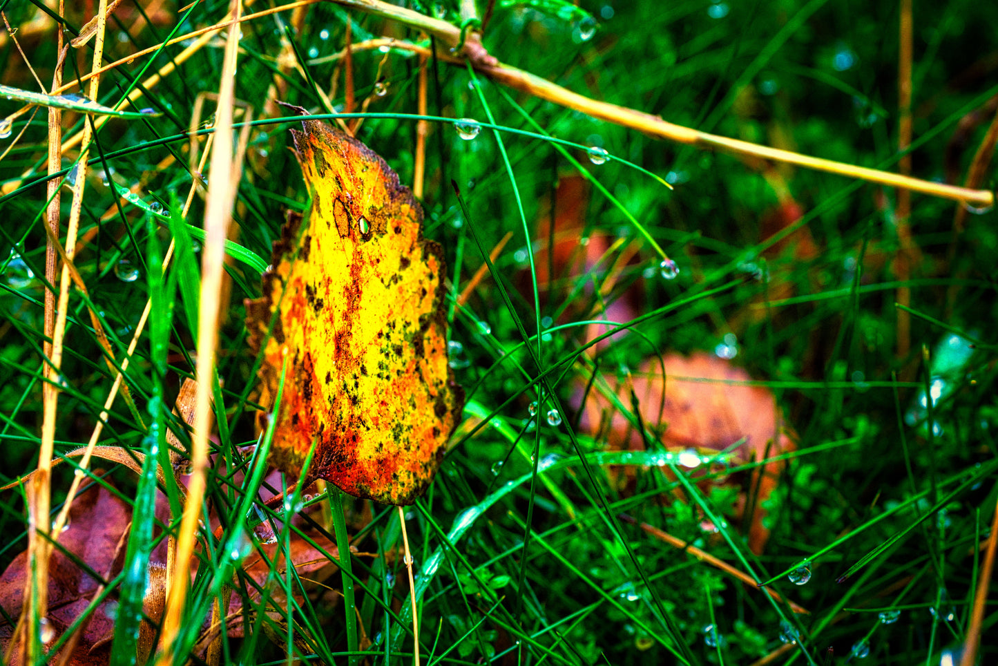 The Leaf - DSC03970 - Photo - Photographer Martin Fisher