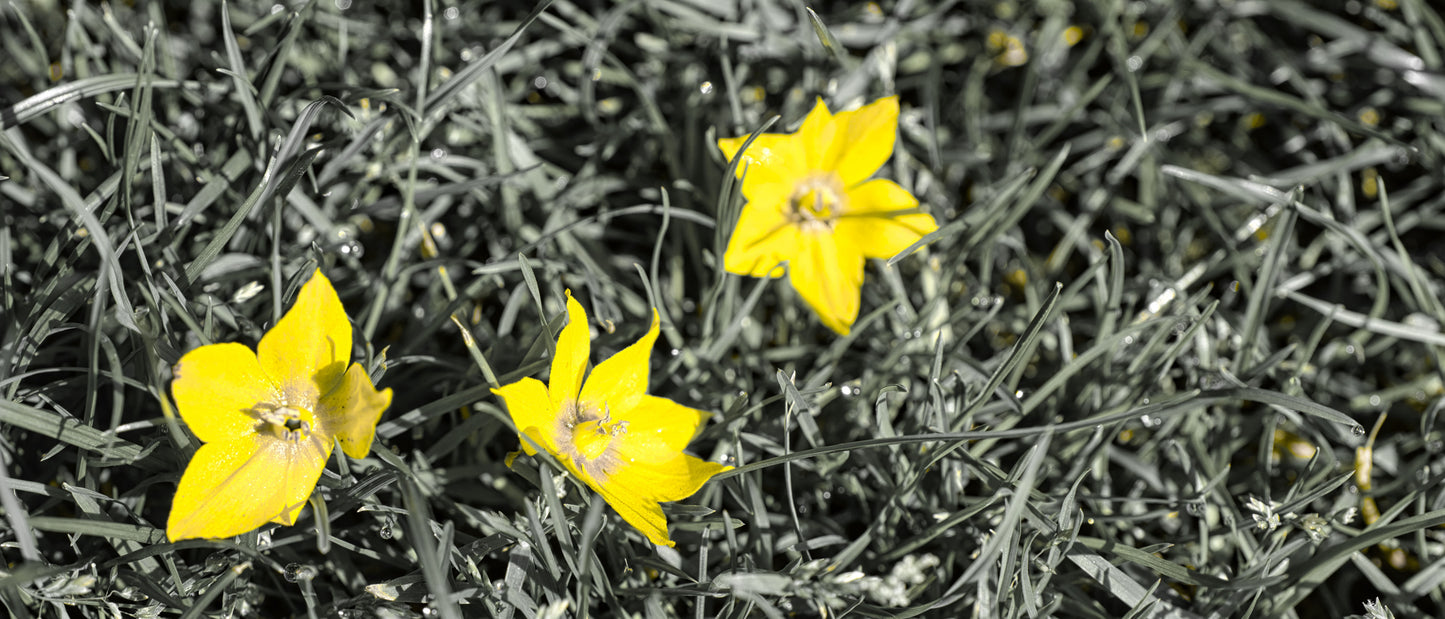 Three Daisies - DSC01777 - Photo - Photographer Martin Fisher