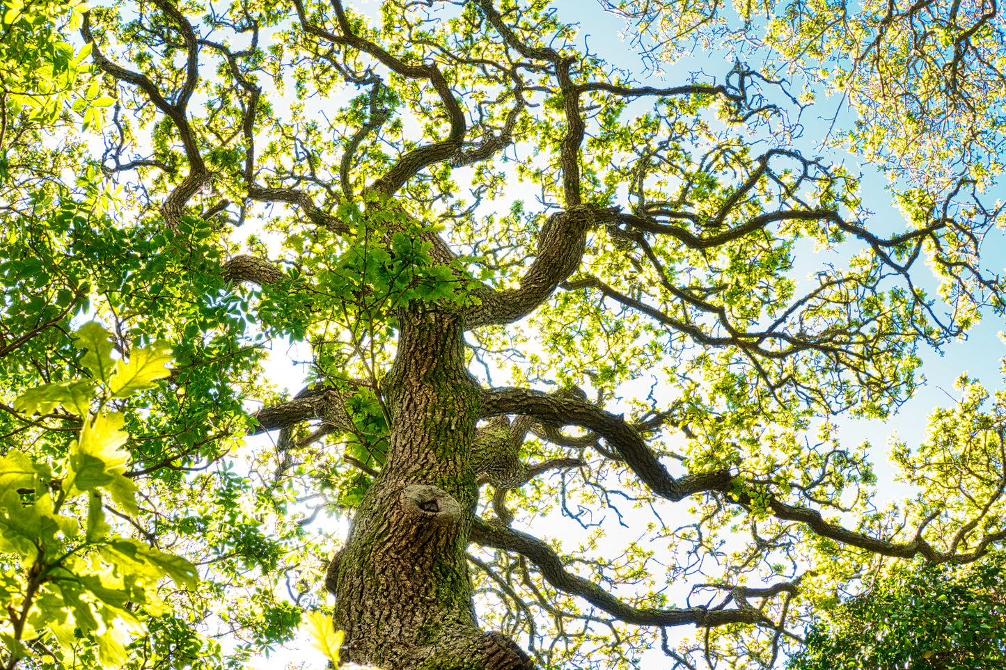 Tree In Sunlight - DSC08132 - Photo - Photographer Martin Fisher