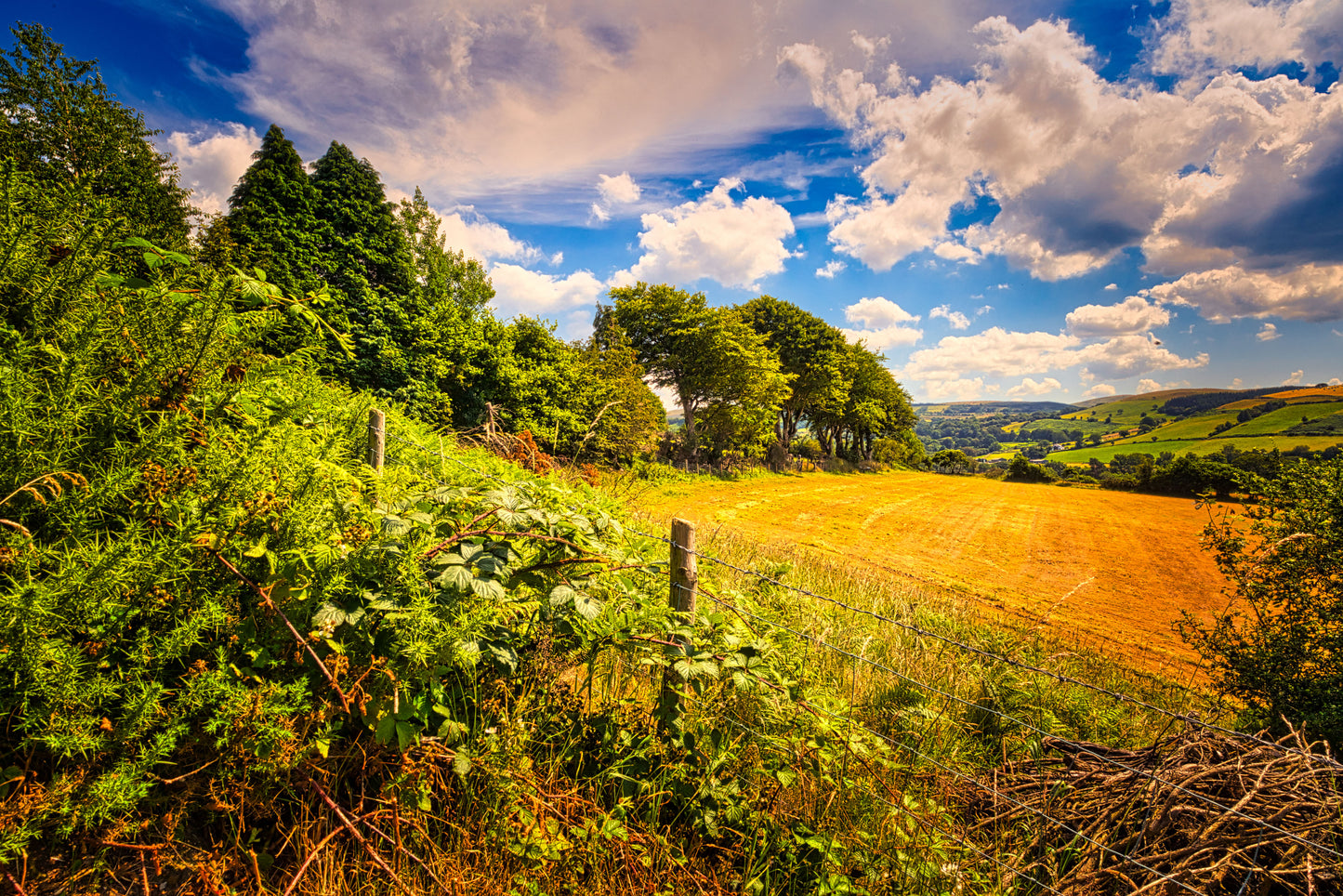 Tregaron Painted Field - DSC02086 - Photo - Photographer Martin Fisher