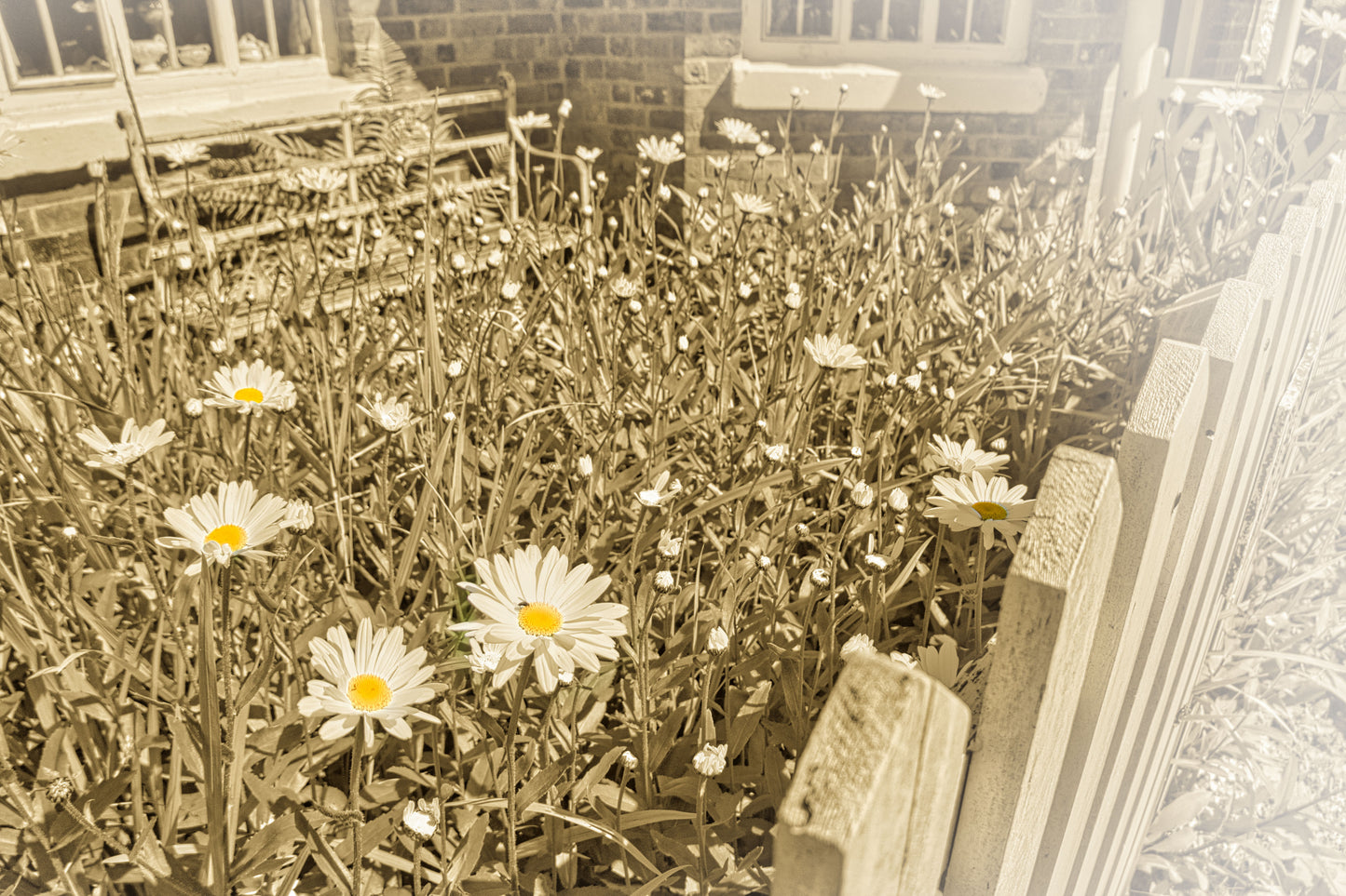 Vintage Daisy - Photo - Photographer Martin Fisher