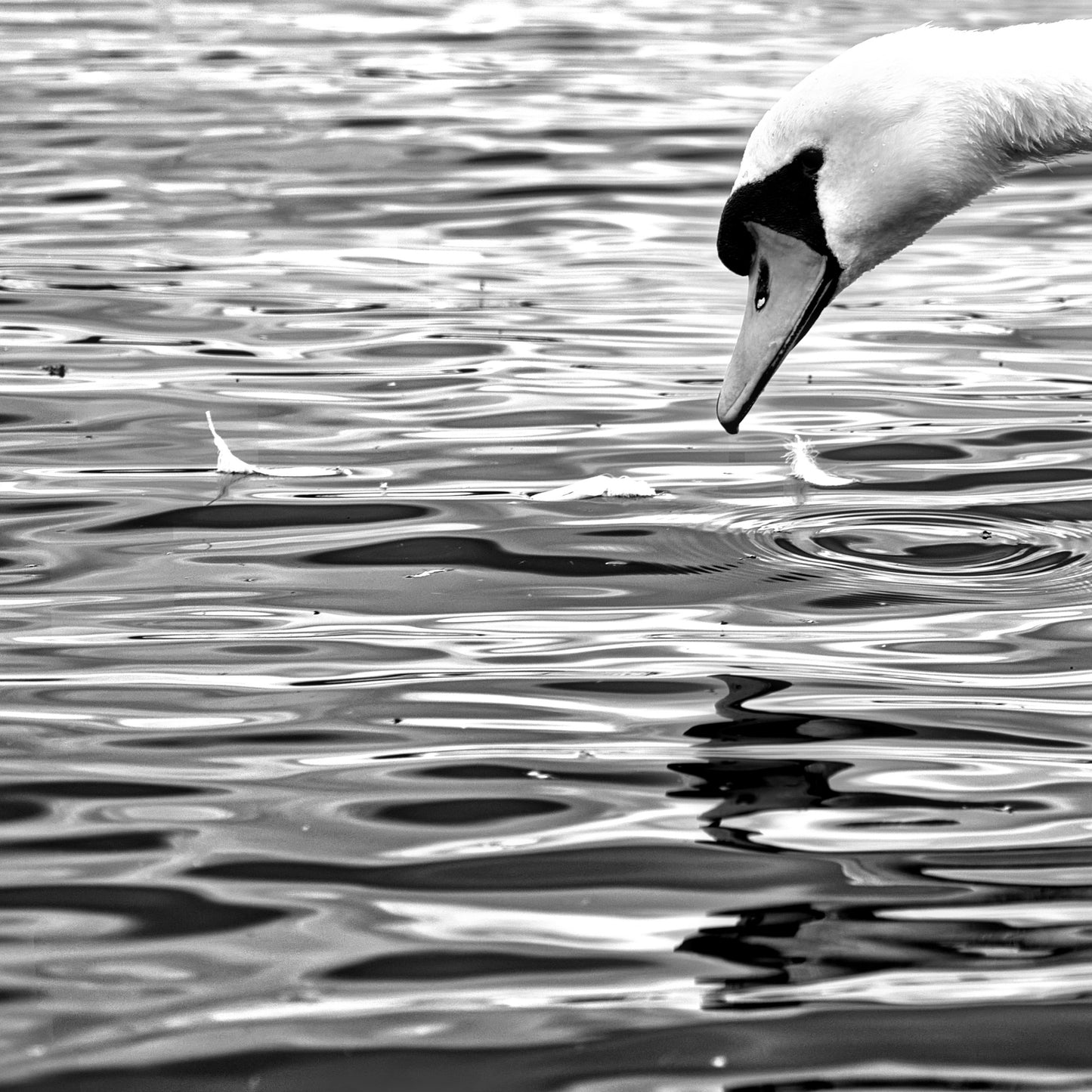 Where Are My Feathers - DSC09841 - Photo - Photographer Martin Fisher