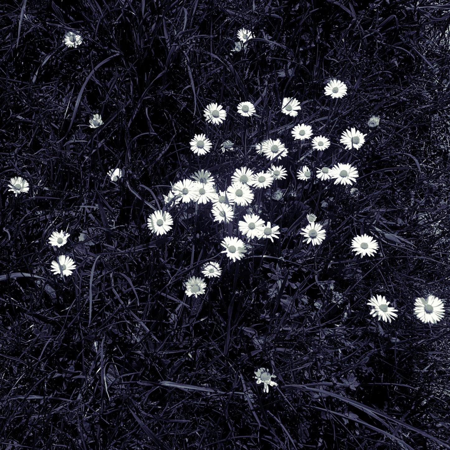 White Daisy - Photo - Photographer Martin Fisher