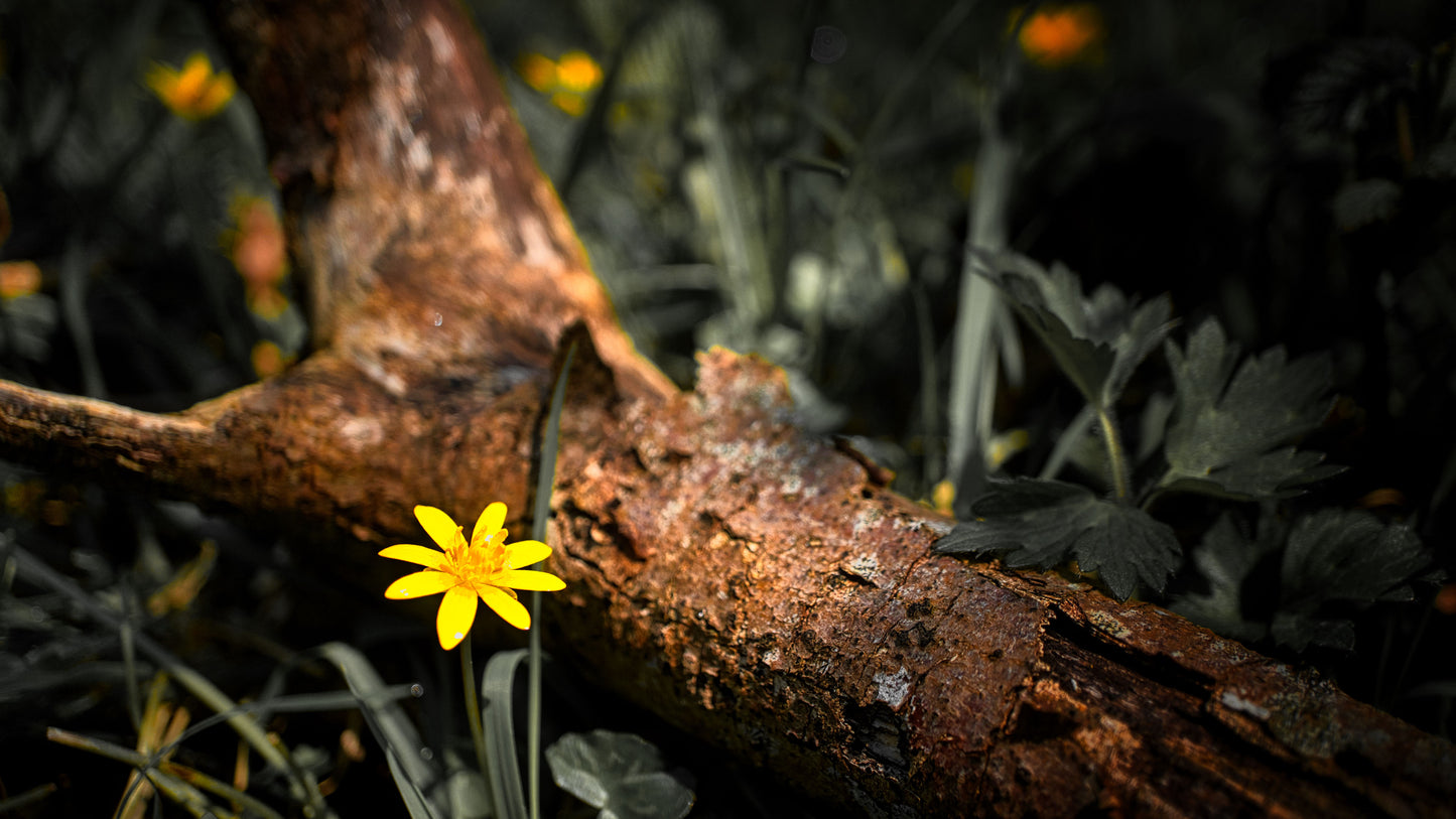 Yellow Glory - Buttercup - Photo - Photographer Martin Fisher