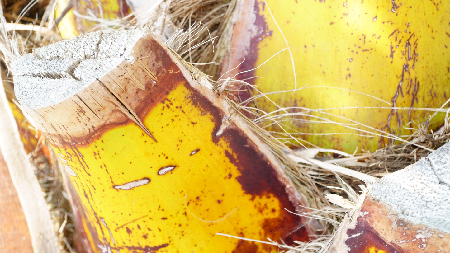 Yellow Palm - Photo - Photographer Martin Fisher