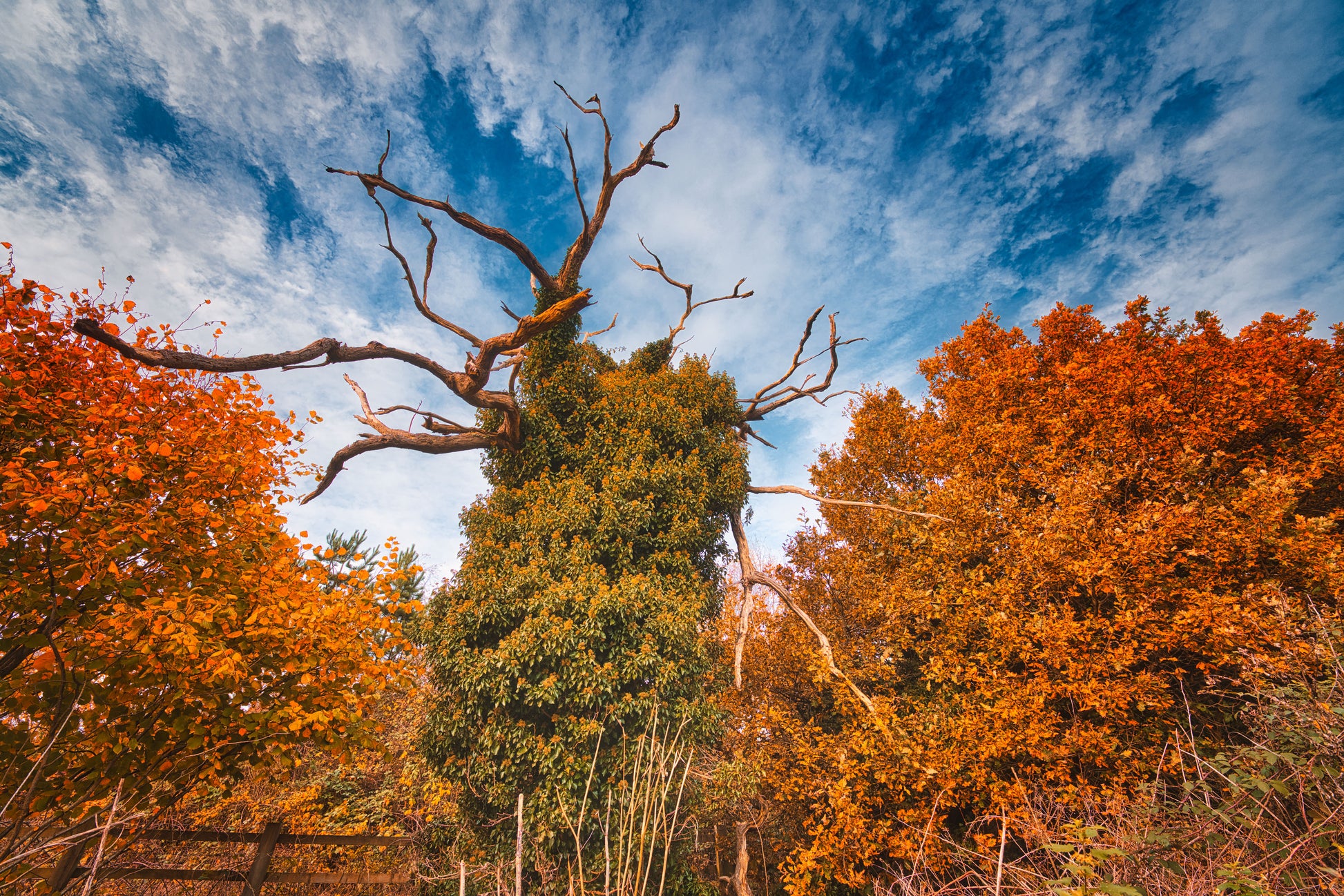 Aged In Autumn - DSC04072 1 - Photo - Photographer Martin Fisher
