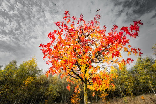 Autumn Forest - DSC04093 - Photo - Photographer Martin Fisher
