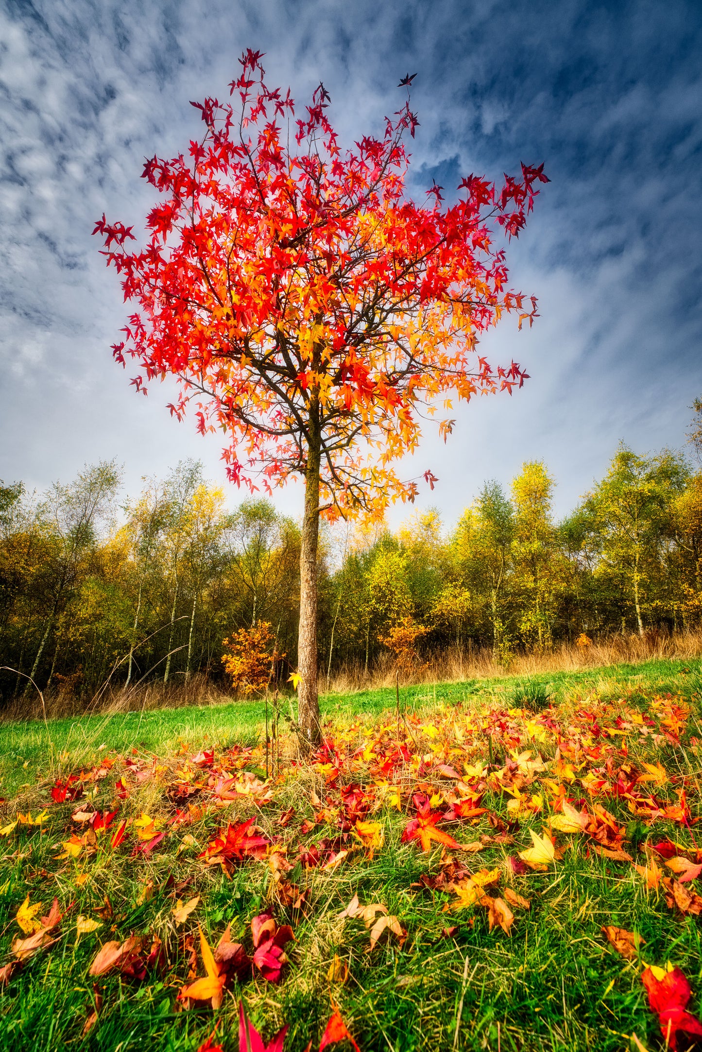 Autumn Forest 3 - DSC04086 - Photo - Photographer Martin Fisher