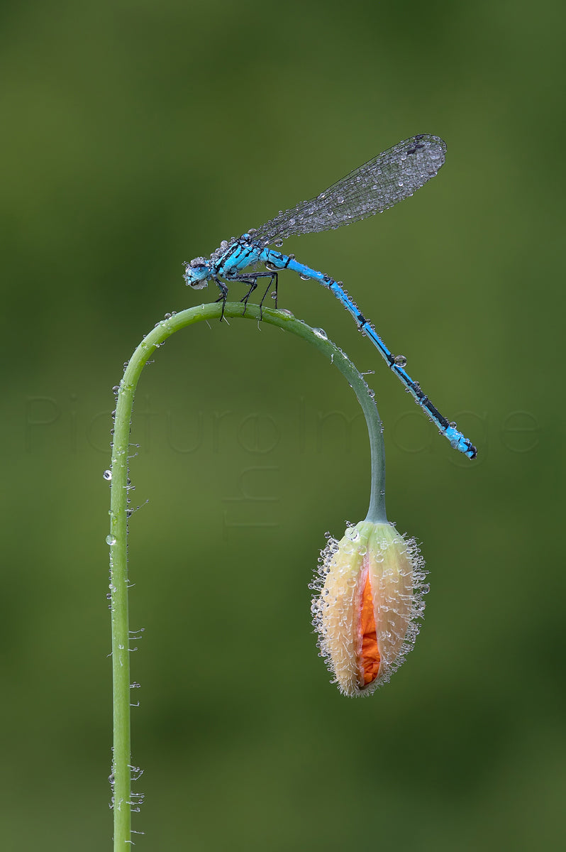 Azure Blue and Poppy - Photo - Photographer Darron Matthews