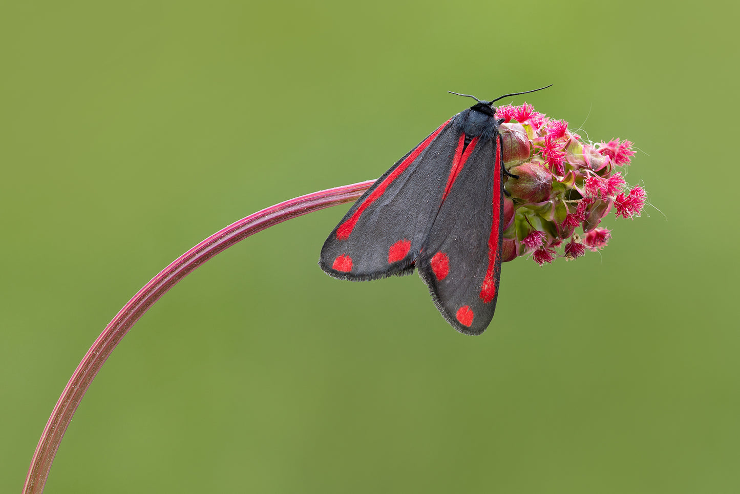 Cinnabar Moth on Salad Burnet - Photo - Photographer Darron Matthews