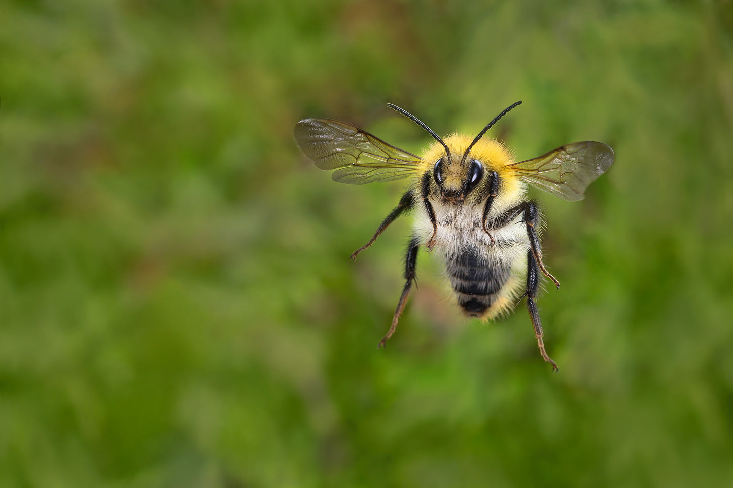 Common Carder Bee in Flight - Photo - Photographer Darron Matthews