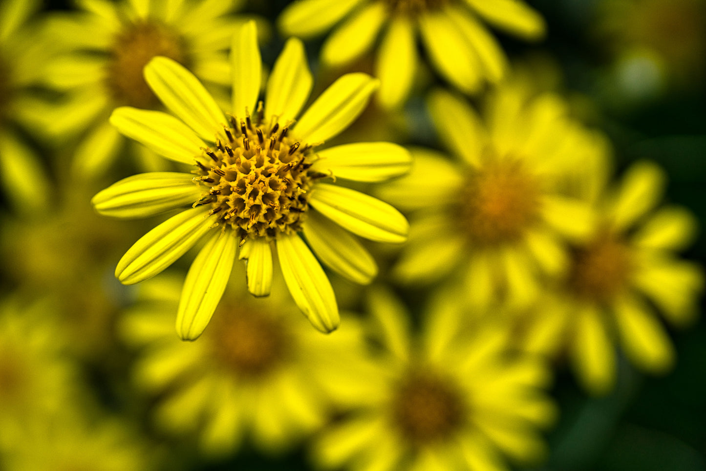 Subdued Flower - DSC01537 - Photo - Photographer Martin Fisher