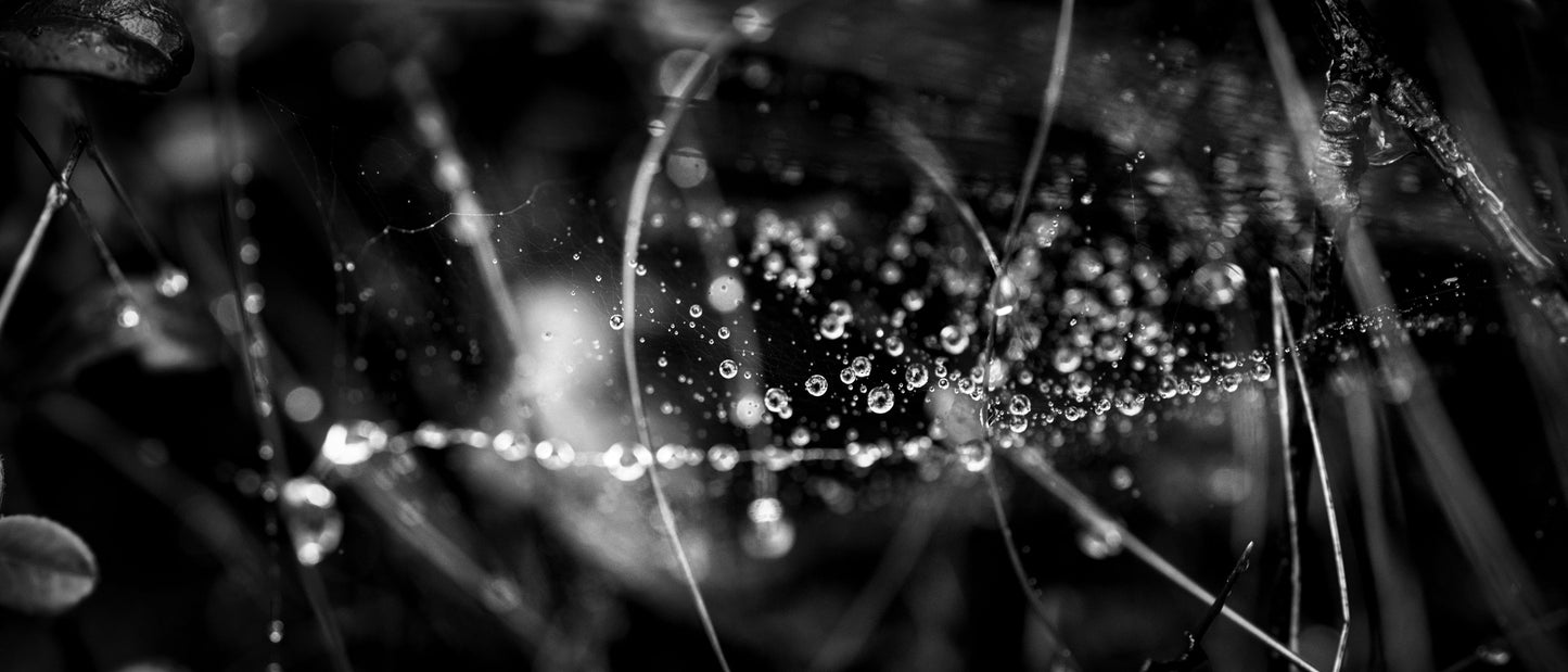 Droplets & Web - DSC04005 - Photo - Photographer Martin Fisher