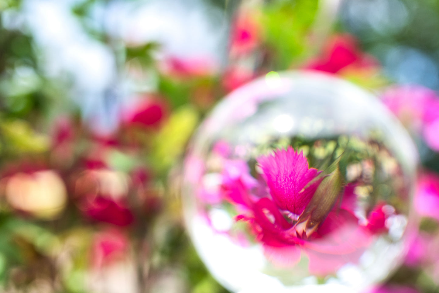 Flower In Crystal - DSC01503 - Photo - Photographer Martin Fisher
