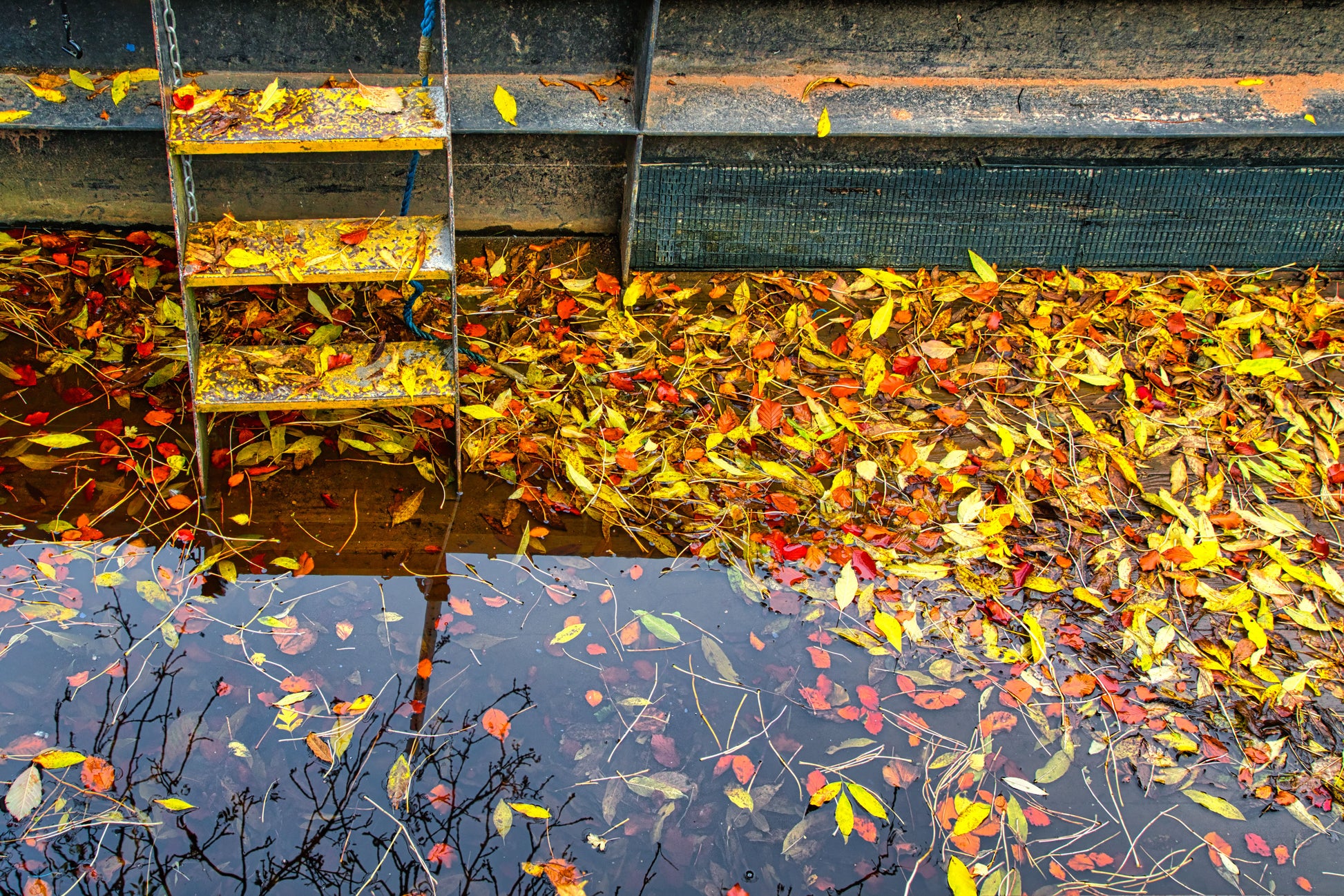 Fradley Junction Canal - Barge Filled with Leaves - DSC04965 - Photo - Photographer Martin Fisher