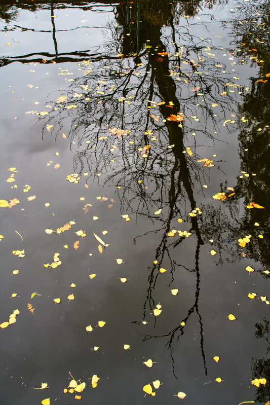 Fradley Junction Canal - Reflections - DSC05001 - Photo - Photographer Martin Fisher