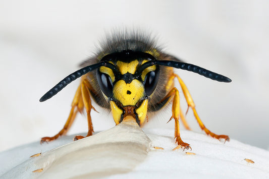 German Wasp and Mites - Photo - Photographer Darron Matthews