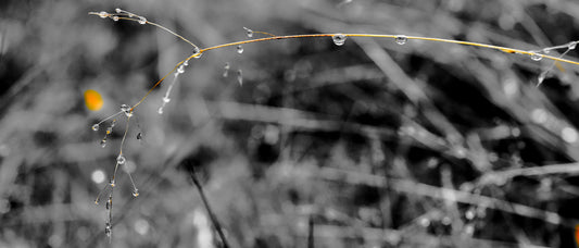 Golden Droplets 1 - DSC03977 - Photo - Photographer Martin Fisher