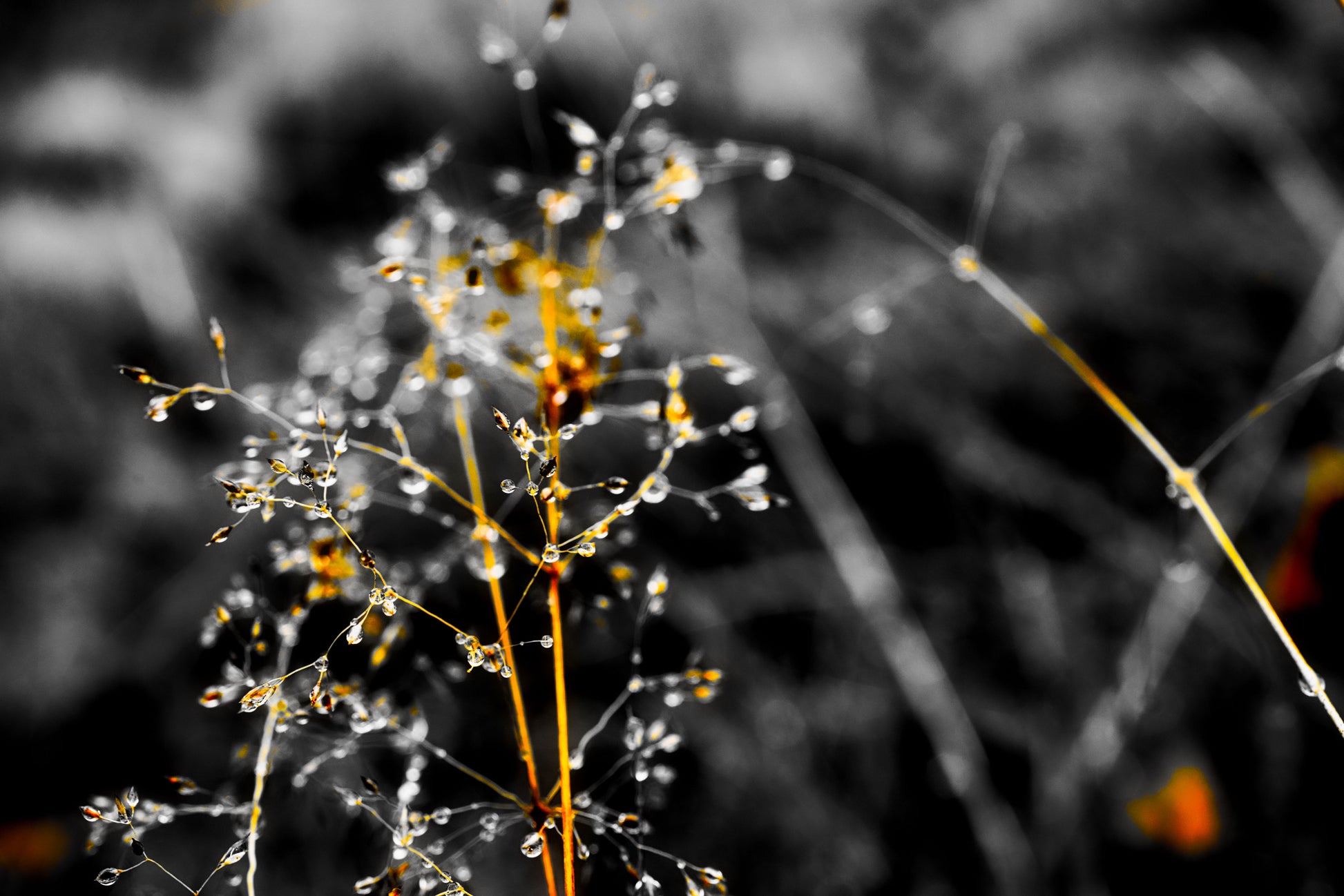 Golden Droplets 2 - DSC03979 - Photo - Photographer Martin Fisher