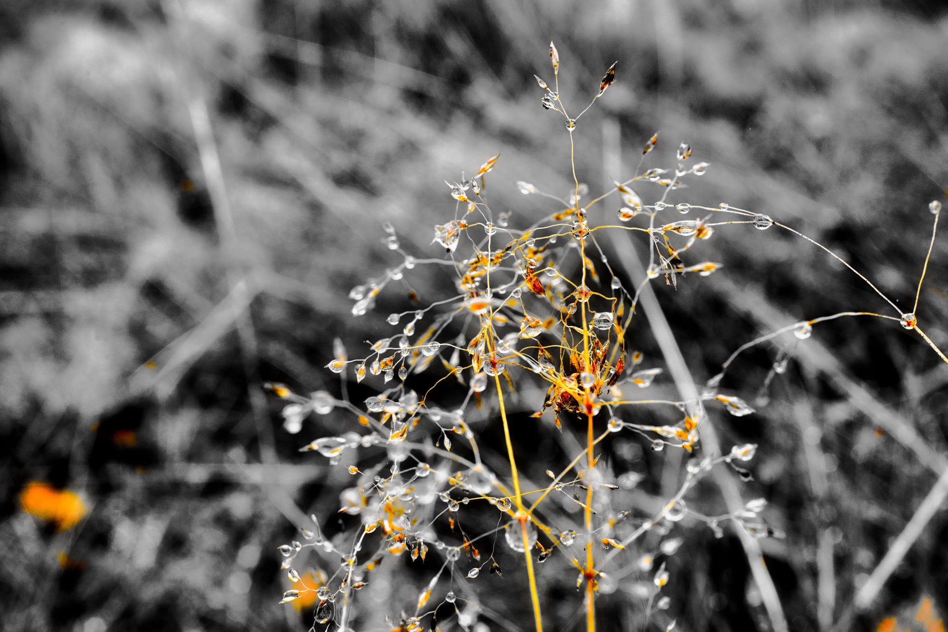 Golden Droplets 3 - DSC03980 - Photo - Photographer Martin Fisher
