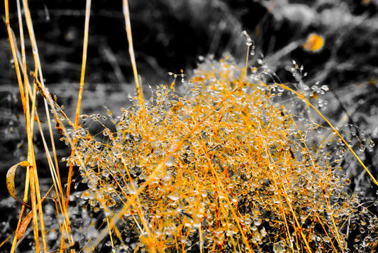 Golden Droplets 4 - DSC03981 - Photo - Photographer Martin Fisher