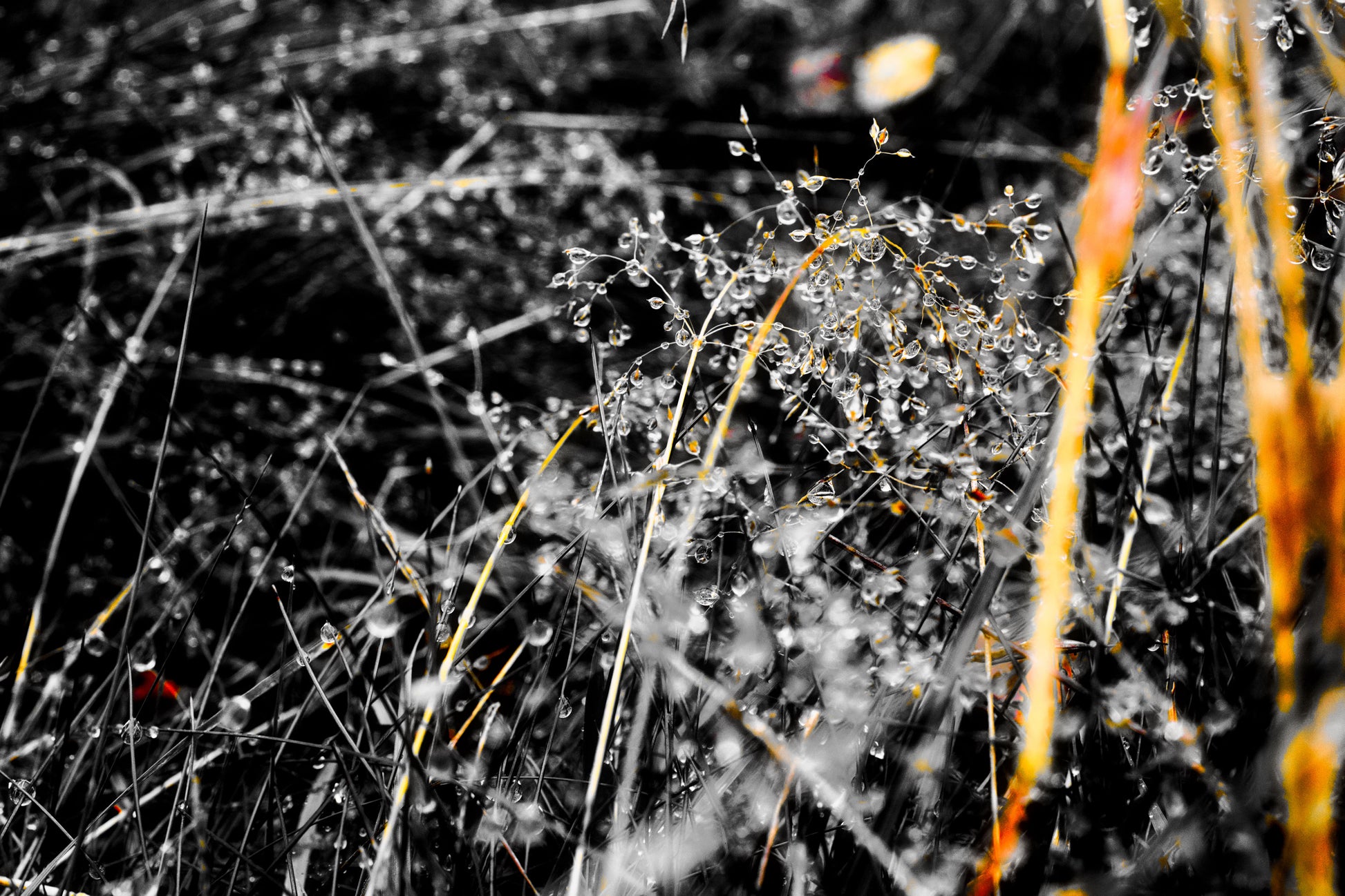 Golden Droplets 5 - DSC03982 - Photo - Photographer Martin Fisher