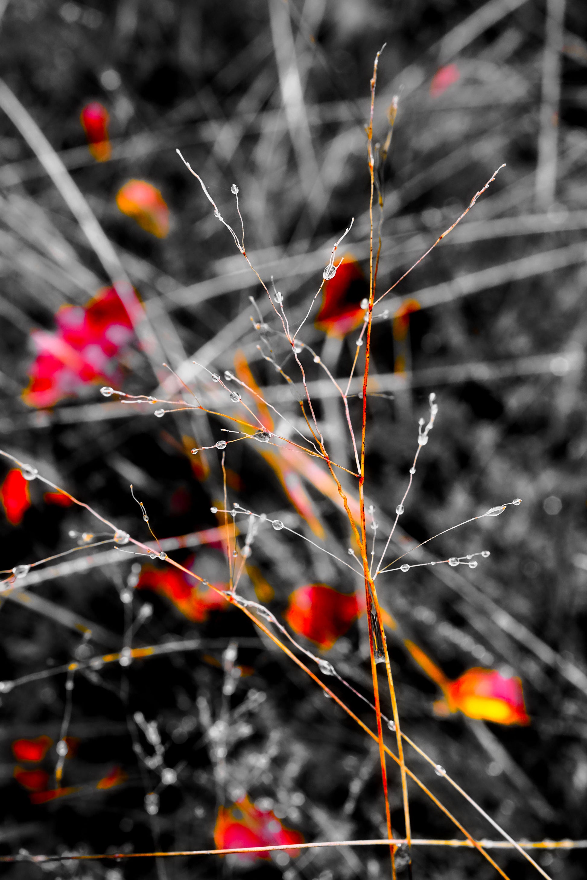 Golden Droplets 6 - DSC03985 - Photo - Photographer Martin Fisher