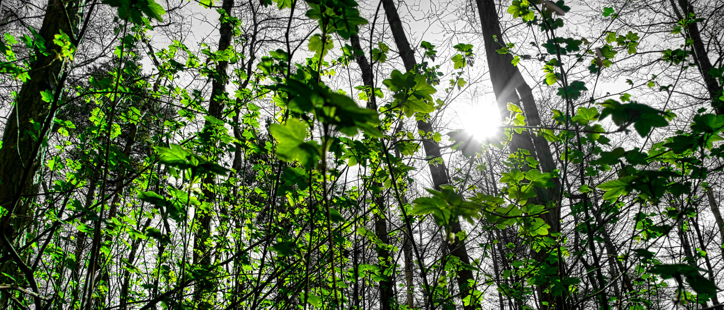 Green Leaves on Mass - DSC04338 - Photo - Photographer Martin Fisher