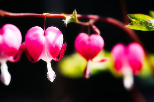 Hearts in Black Mood DSC00773 - Photo - Photographer Martin Fisher