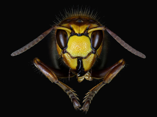 Hornet - Photo - Photographer Darron Matthews