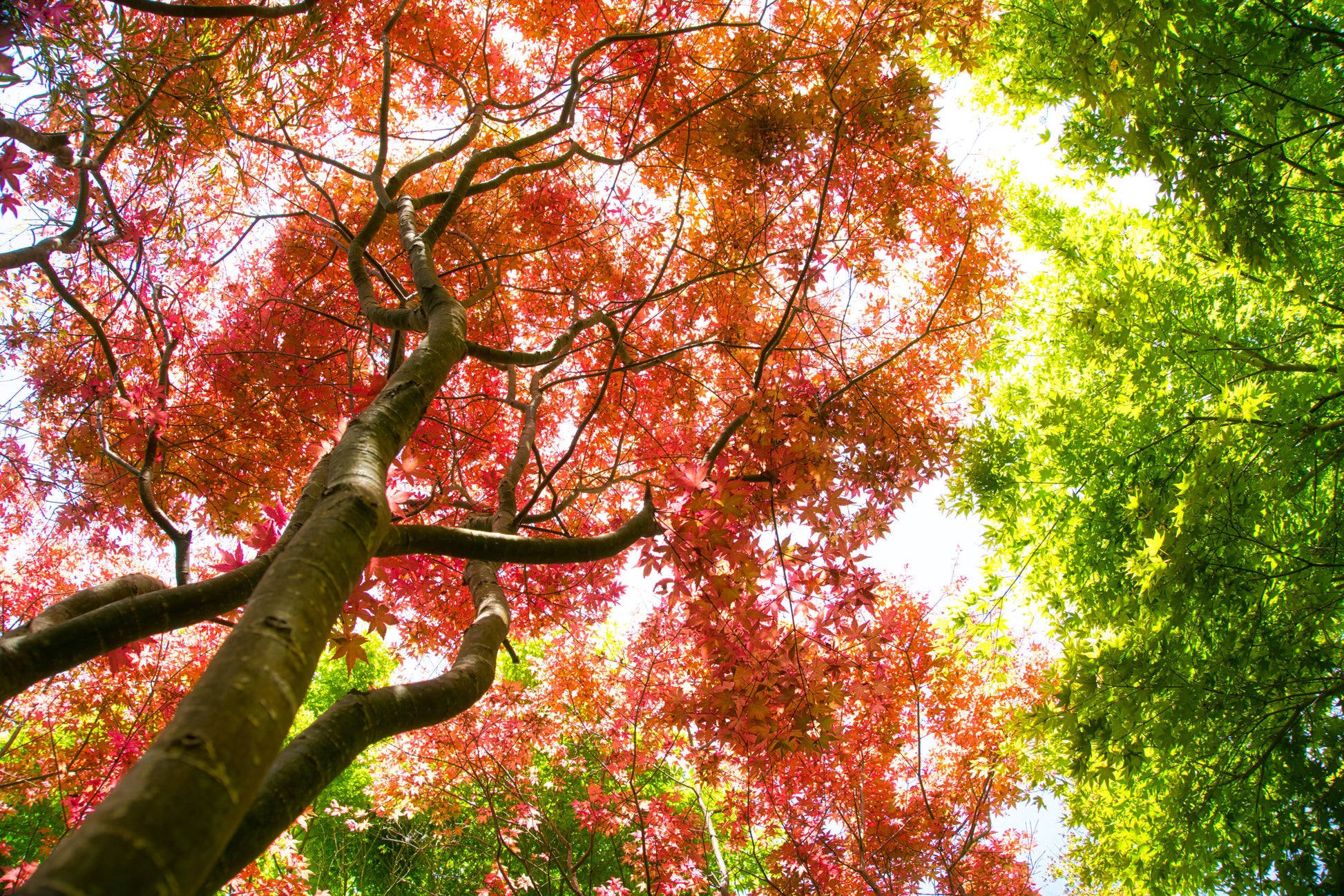 Japanese Garden 1 - DSC00598 - Photo - Photographer Martin Fisher
