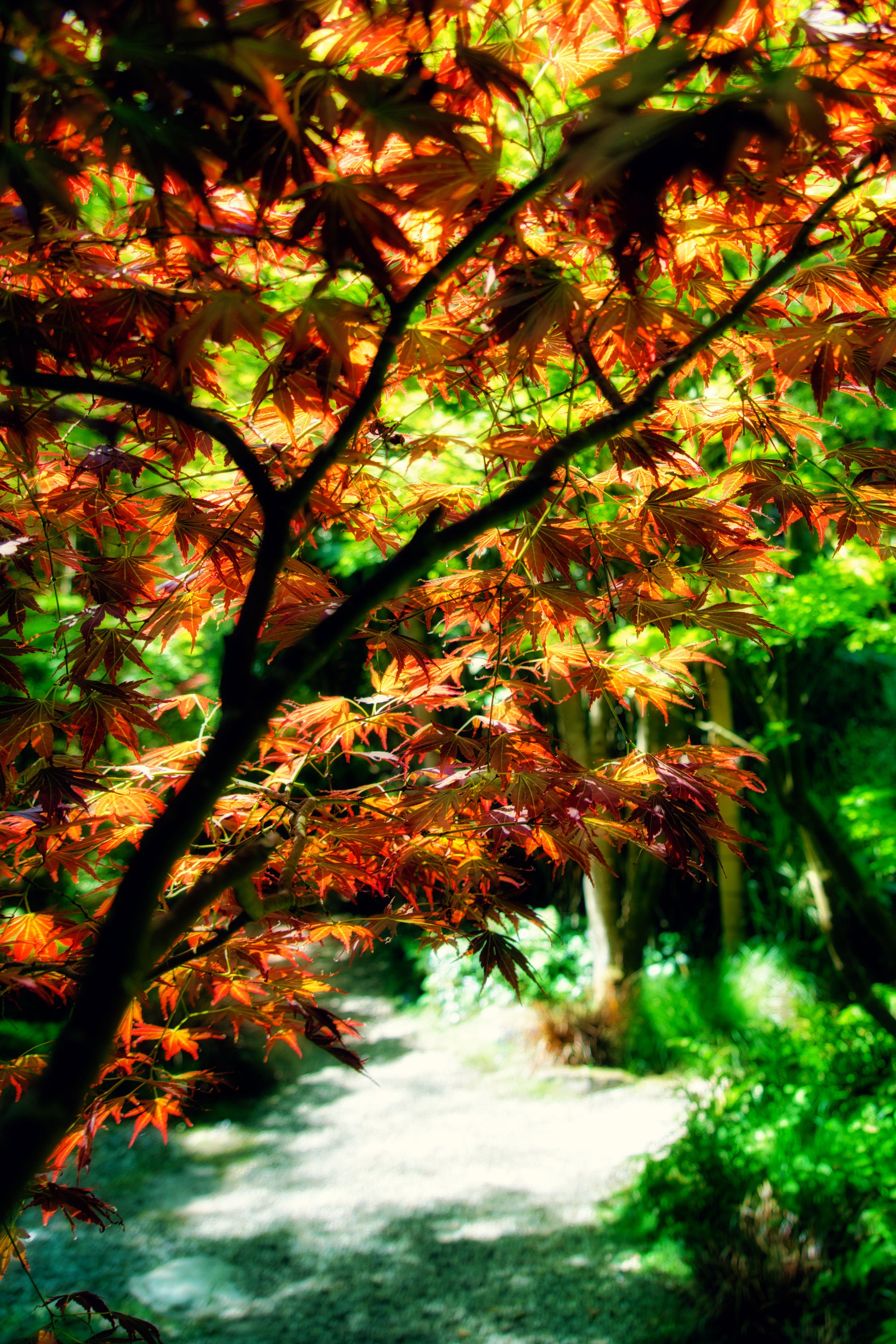 Japanese Garden 3 - DSC00706 - Photo - Photographer Martin Fisher