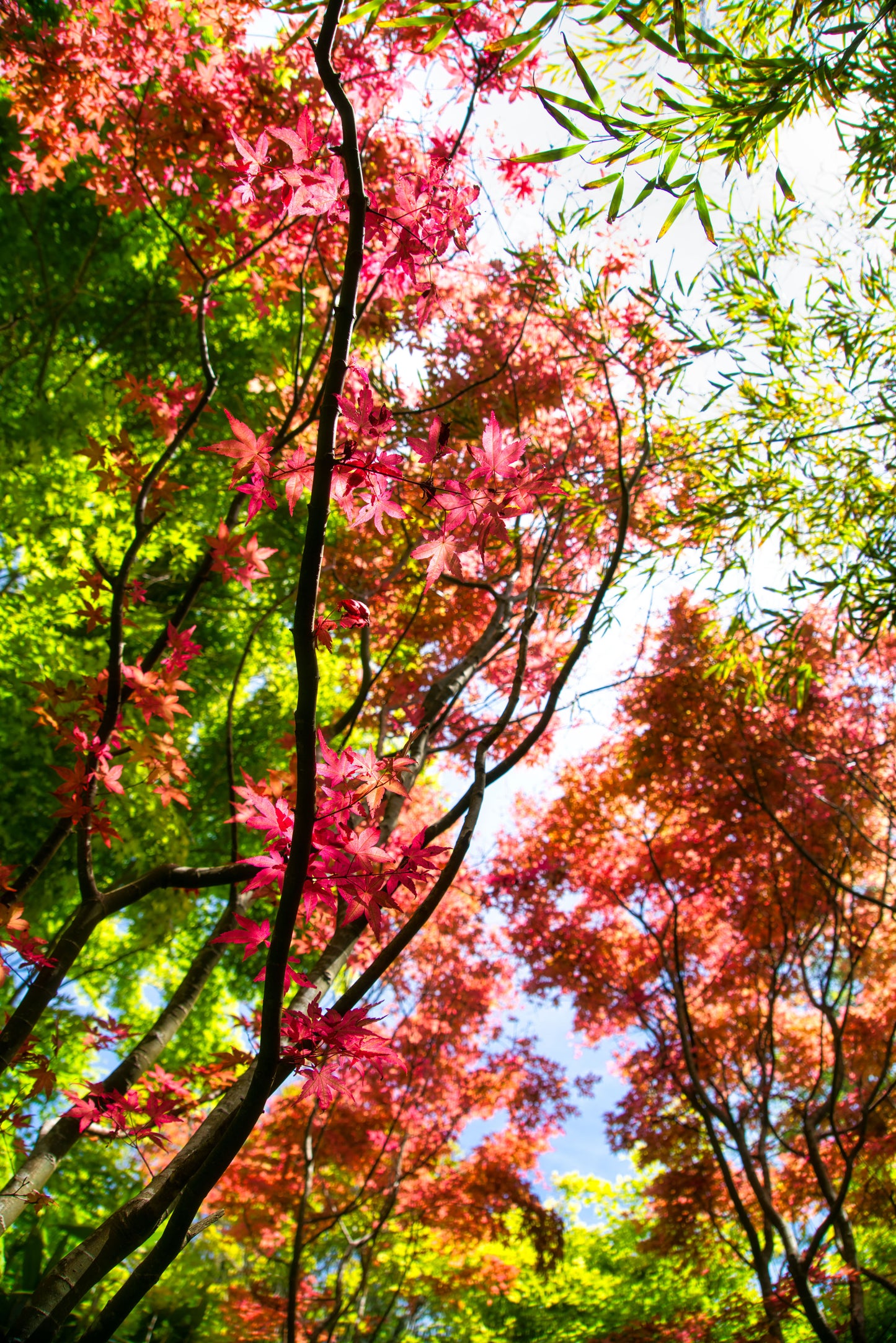 Japanese Garden 4 - DSC00614 - Photo - Photographer Martin Fisher